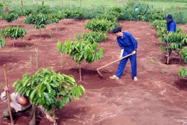 Vườn càphê. (Ảnh minh họa: Sỹ Huynh/TTXVN)