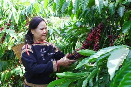 Ba học sinh sáng chế máy chưng cất rượu cần hương vị càphê