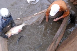 ĐBSCL phấn đấu nâng giá trị thủy sản nuôi lên 46.000 tỷ đồng