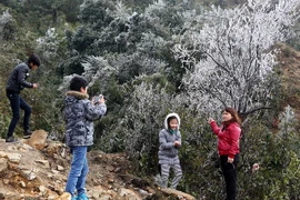 (Ảnh minh họa: Quý Trung/TTXVN)