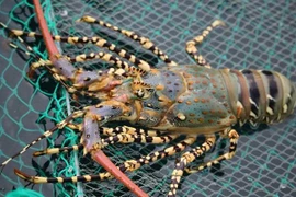 [Video] Nam Trung Bộ - 'Vương quốc' của các loài tôm hùm Việt Nam