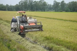 Đồng bằng sông Cửu Long hiện đại hóa công nghệ sau thu hoạch