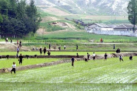 Nông dân trồng lúa trên cánh đồng ở thị trấn Kaesong, Triều Tiên. (Nguồn: AFP/TTXVN) 