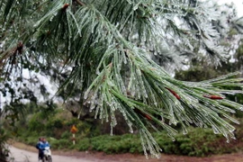 Ảnh minh họa. (Nguồn: TTXVN)