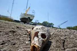 Ảnh minh họa. (Nguồn: greenplanetethics.com)