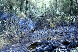 (Ảnh minh họa: Văn Điệp/TTXVN)