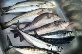 Liên minh châu Âu có thể cấm nhập khẩu cá từ Campuchia