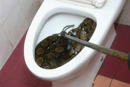 Con trăn dài hơn 2 mét nằm cuộn tròn trong bồn cầu nhà vệ sinh. (Nguồn: thestar.com.my)