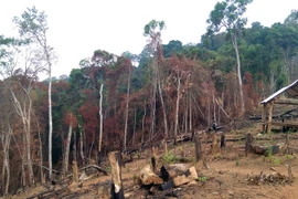 Khu vực rừng do Lâm trường Măng La quản lý. (Ảnh: Quang Thái/TTXVN)