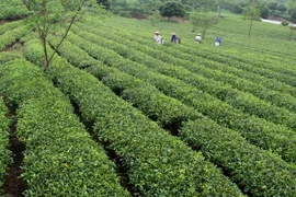 (Ảnh minh họa: Thế Duyệt/TTXVN)