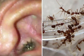 (Nguồn: express.co.uk)