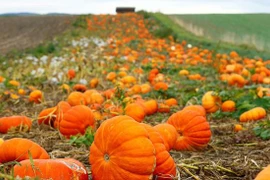 [Video] Nhộn nhịp các cánh đồng thu hoạch bí ngô tại Anh