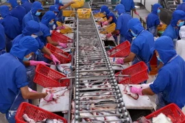 Chế biến cá tra xuất khẩu. (Ảnh: Vũ Sinh/TTXVN)