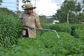 Người dân chăm sóc hoa Tết. (Ảnh: Đinh Văn Nhiều/TTXVN)