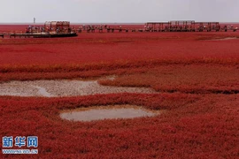 [Photo] Choáng ngợp trước vùng đầm lầy đỏ tuyệt đẹp ở Trung Quốc