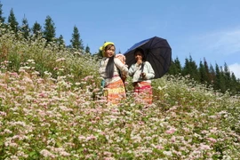 Cánh đồng hoa tam giác mạch. (Ảnh: Minh Quyết/TTXVN)