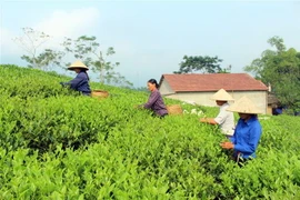 Thu hái chè tại làng nghề chè Văn Lương 2, xã Trung Lương, huyện Định Hóa. (Ảnh: Hoàng Nguyên/TTXVN) 