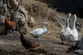 Trung Quốc: 30% số người nhiễm cúm H7N9 đã tử vong 