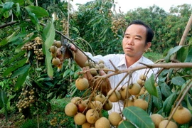 (Ảnh minh họa: Đình Huệ/TTXVN)