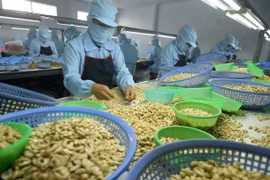 Chế biến hạt điều xuất khẩu. (Ảnh: Vũ Sinh/TTXVN)