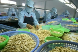 Chế biến hạt điều xuất khẩu. (Ảnh: Vũ Sinh/TTXVN)