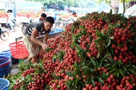 Vải được thu mua phân loại. (Ảnh: Quý Trung/TTXVN)