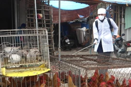 Lực lượng Thú y thành phố Móng Cái phun thuốc khử trùng tại các khu vực buôn bán, giết mổ, để ngăn chặn dịch cúm gia cầm. (Ảnh: Bá Khang/TTXVN)