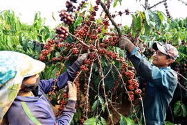 Thu hoạch càphê. (Ảnh: Vũ Sinh/TTXVN) 