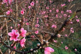 (Ảnh minh họa: Lê Hữu Quyết/TTXVN)