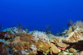 Ảnh minh họa. (Nguồn: Rappler)