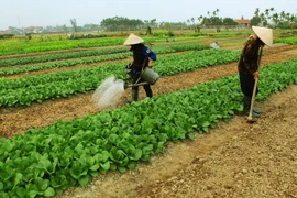 (Ảnh minh họa: Lâm Khánh/TTXVN)