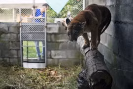 Báo cougar tại Cơ quan môi trường quốc gia CVC ở Palmira, Colombia ngày 17/3. (Nguồn: AFP/TTXVN)