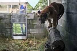 Báo cougar tại Cơ quan môi trường quốc gia CVC ở Palmira, Colombia ngày 17/3. (Nguồn: AFP/TTXVN)