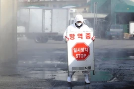 Nhân viên kiểm dịch dựng biển cảnh báo trước một lò mổ gia súc ở Daejeon, cách thủ đô Seoul 164 km ngày 7/2. (Nguồn: Yonhap/TTXVN)