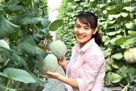 Một thanh niên ở Vĩnh Long khởi nghiệp với mô hình trồng dưa lưới trong nhà màng. (Ảnh: Lê Thúy Hằng/TTXVN)