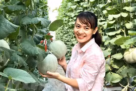 Một thanh niên ở Vĩnh Long khởi nghiệp với mô hình trồng dưa lưới trong nhà màng. (Ảnh: Lê Thúy Hằng/TTXVN)