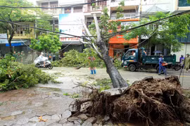 Cây đổ đè lên đường dây điện trên một tuyến phố ở khu vực trung tâm thành phố Hải Phòng. (Ảnh: An Đăng/TTXVN)