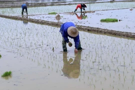 Vụ Đông Xuân, các tỉnh phía Bắc có kế hoạch giảm 5.600ha lúa