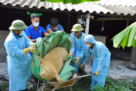 Lợn mắc bệnh dịch tả lợn châu Phi bị chết tại một hộ chăn nuôi ở xã Quang Thiện, huyện Kim Sơn, tỉnh Ninh Bình được lực lượng chức năng đưa đi tiêu hủy. (Ảnh: Minh Đức/TTXVN)
