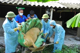 Lợn mắc bệnh dịch tả lợn châu Phi bị chết tại một hộ chăn nuôi ở xã Quang Thiện, huyện Kim Sơn, tỉnh Ninh Bình được lực lượng chức năng đưa đi tiêu hủy. (Ảnh: Minh Đức/TTXVN)