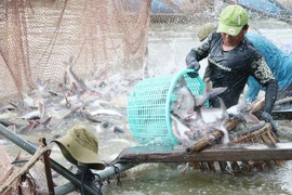 Thu hoạch cá tra ở vùng nuôi cá tra thương phẩm của Công ty Cổ phần Xuất Nhập Khẩu Thủy Sản An Mỹ (An Giang). (Ảnh: Công Mạo/TTXVN)