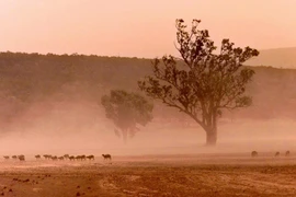 Bão cát tại Lake Griffith, Australia. (Nguồn: AFP/TTXVN)