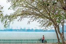 Ảnh minh họa. (Ảnh: Trọng Đạt/TTXVN)