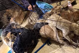 Bắt giữ 30 nghi phạm trong đường dây trộm chó ở Thanh Hóa