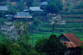 Hoa ban nở trắng núi rừng Tây Bắc. (Ảnh: Phan Tuấn Anh/TTXVN)