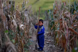 Một em bé Triều Tiên trên cánh đồng ngô. (Nguồn: Reuters)