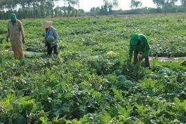 Thu hoạch dưa hấu trong dự án sản xuất hạt giống dưa hấu xuất khẩu sang Nhật Bản do Công ty Hagihara Farm (Nhật Bản) hợp tác với Tập đoàn Lộc Trời thực hiện. (Nguồn: TTXVN phát)