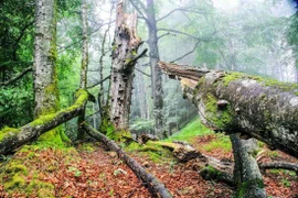 Rừng sồi cao tuổi trong Công viên quốc gia Kalkalpen. (Nguồn: European Wilderness Society)
