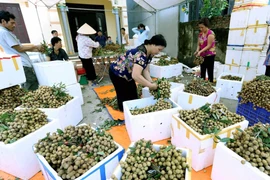 Phân loại, đóng gói sản phẩm nhãn để xuất khẩu tại Hợp tác xã Nễ Châu, xã Hồng Nam, thành phố Hưng Yên. (Ảnh tư liệu: Vũ Sinh/TTXVN)
