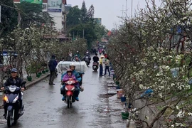 [Photo] Hà Nội rực rỡ sắc đào, lê rừng về phố đón rằm tháng Giêng